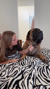 #besties #interview #fyp #dogs #dogs #pov #bigdogs #bigdogs #mastiffs #mastiffs #bowsersworld #doggo #doglife #funnydogvideos #funnydog #cutedog #sideeye @morgankiernann | bowserthemastiff