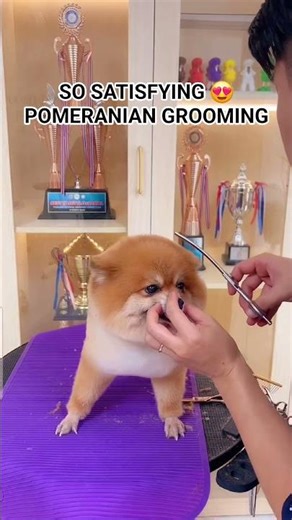 Tiny Pomeranian Full Grooming Makeover – So Cute It Hurts! 🐶✂️