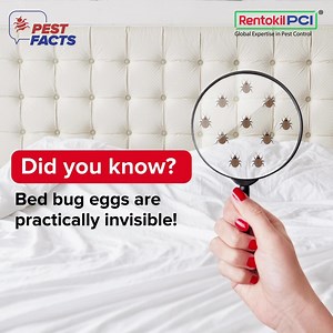1.7K views · 28 reactions | Exploring the World of Bed Bug Eggs! ️‍♂️ Did you know these tiny eggs, only 1mm in size, are practically invisible? It's crucial to be informed about the bed bug menace and stay safe. Join us in the fight against these minuscule invaders – Stay vigilant, stay informed, and keep your spaces pest-free! ️ Link in bio. #Rentokil #RentokilPCI #Bedbugs #PestControl #DiseaseFree | Rentokil PCI | Facebook
