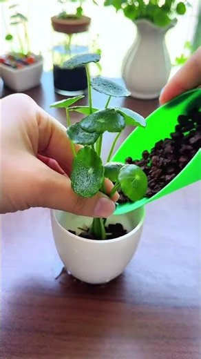 Hydroponic pennywort is easy to grow and looks beautiful. purifies the water, and prevents root rot.