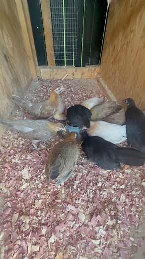 Young pullets. | GC Bantams
