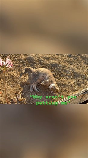 He is so cute 🥺#cat #cats #wiot