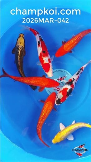 Ogata Sanke, Showa, Ginrin Benigoi, Ginrin Yamabuki Ogon, Mukashi Ogon | ChampKoi.com