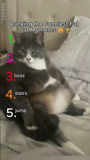 Ranking the Funniest Fat Cat Moments 🐱🍔 #fatcat #chonkycat #funnycats #catranking #shorts