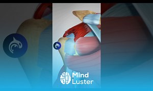 Mind Luster - Learn Rotator Cuff Tear and Surgical Repair 3D Animation