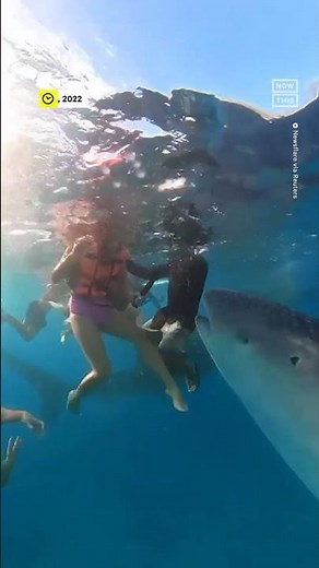 Whale Shark 'Nibbles' Snorkelers in the Philippines