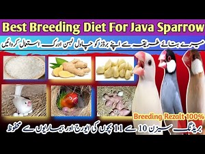 Breeding Diet For Java Sparrow | Breeding Formula and Diet | Best Diet For Breeding Season 🐦🐦