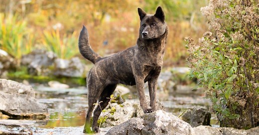 9 Best Watchdog Breeds