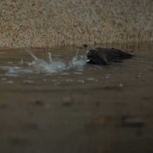 137K views · 2.6K shares | - | twenty one pilots | Facebook