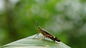 Crops at risk as southern China battles worst locust infestation in decades