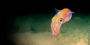Bobtail squid - Alchetron, The Free Social Encyclopedia