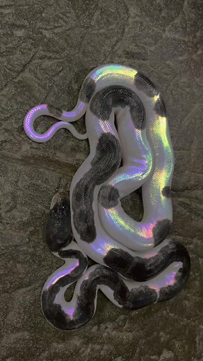 Exploring the Reptile Snake Simulation: Living the Dream