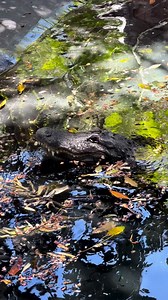 Alligator head slap!!! A super cool and seldom seen behavior!!! Check out in the slow motion how the water ripples before he does it, show that they do a mini bellow along with the head slap!! I’ll also have a new “croctalk” podcast with Casper up on my GatorChris_ YT channel later today, check it out! You can come swim with me and Casper! If you want to come join you can book online now, go to www.crocodilechris.com Let me know if you want to go!! This is done safely at the Everglades Outpost W