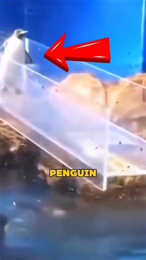 Penguin Gets Cheered… Then Immediately Slips😂