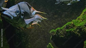 Close view of an african black fin cichlid fish swimming underwater