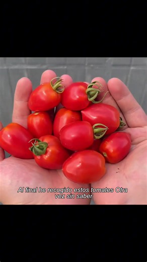 #plants #garden #gardening #fyp #planttok | Plant