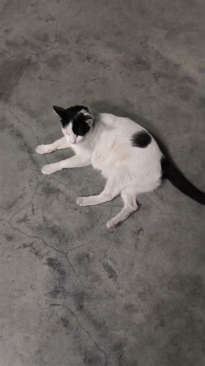 แมวมารวยหนูขออยู่ด้วยนะ #review #clips #2k #cat #pets #ทาสแมว #น่ารัก #สัตว์ #สวย #รัก #กลัว #shorts