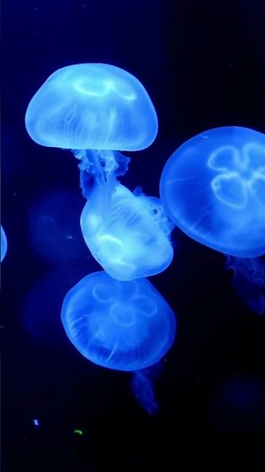 Moon Jelly Jellyfish Scripps Birch Aquarium La Jolla | San Diego California