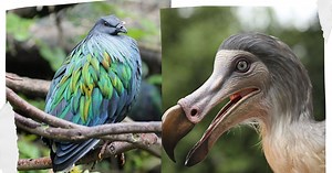 Wymarły dodo powraca. Są już surogatki. Poszło na to 10 tysięcy jaj