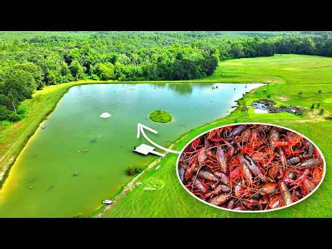 Adding 3,000 Live Crawfish to the 5 Acre Pond!
