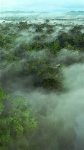 Misty Forest & Birds 🌿 | Peaceful Nature Sounds, Relaxing Forest Ambience for Sleep