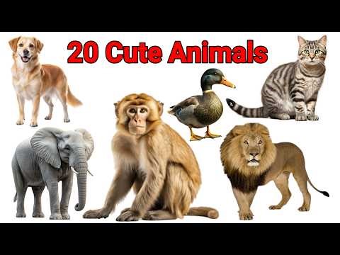 20 Cute Animals for Kids 🐶🐱 | Easy Learning Video for Toddlers