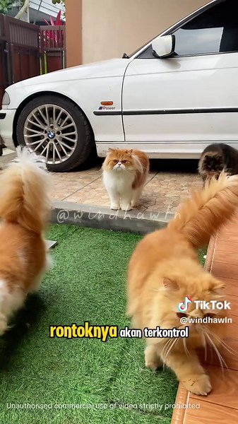 Perawatan Kucing Agar Bulu Lebat & Tidak Botak