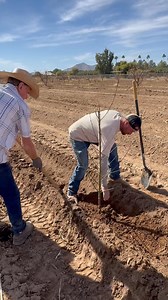 20K views · 320 reactions | It’s peach tree planting season at Schnepf Farms! Mark Schnepf gives us a behind the scenes look at the process… | Schnepf Farms | Facebook