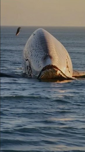 Whale Carcass Decomposition: The Ocean's Ultimate Recycling Process 🦈💀🌊