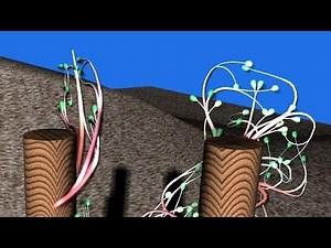 Maya: The Deeply Hidden Dynamics in Paint Effects