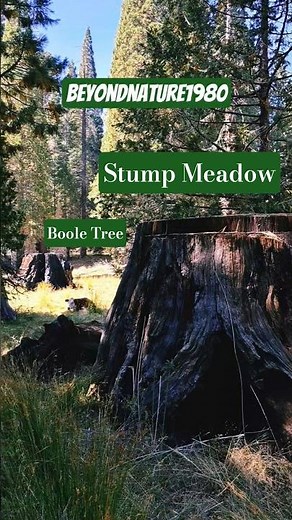 Stump Meadow & The Boole Tree | Hiking California's Sequoia Graveyard