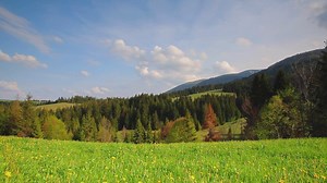 Meadow near a forest during the spring ground view - Free Stock Video