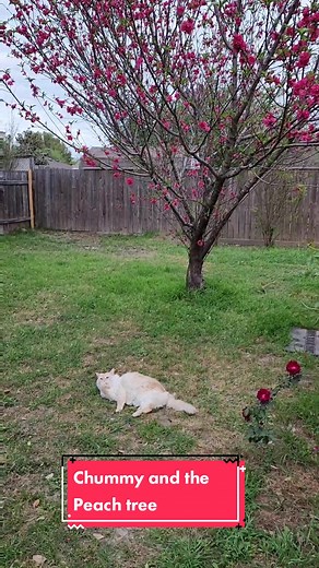Our 6 year old Red Baron Peach tree is in full bloom. Last year we got tons of peaches. Zone 9a. Blaze Climbing Rose full of blooms too. Finally, after a year, I was able to enjoy a few minutes outdoors with Chummy and Odin. Chilly and overcast is perfect. #redbaronpeach #peachtree #peachtreeblossoms #peachtreeflower #peachbloom #peachblossoms #blazeclimbingrose #climbingrose #blazerose #rose #cat #catoftiktok #gato #arboldedurazno #rosa #catoutside #cutecat #myastheniagravis