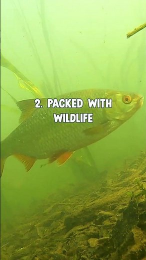 6 Wetlands facts you may not know! #facts #wetlands #nature