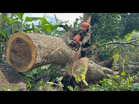 Instant Fury! Disturbed Vespa Wasp Nest During Tree Felling!