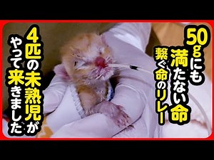 【子猫 保護】4匹全員 未熟児…！？小さな命を必死に繋ぎます