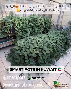 Under all that foliage, lies a Smart Pot 🤣😂😅 Our friend @feras.m.q who gets his Smart Pots from Sustainable Organic Q8, is nearing the end of his #sweetpotato run in his (we think) Smart Pot raised Bed Planters. 🍠 If you haven’t tried one before, you need to. These are the EASIEST beds to set up, and require no construction. Place anywhere! No leveling of base soil is required. Comes in 6’ , 8’ and 12’ lengths and we also have a new 3’ version, the Lil Shortie Urban Raised Bed Planter. These