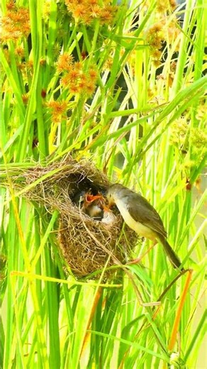 Mother Bird Feed Beautiful Baby In Nest 10035 #birds #birdfeeding #birdmaster
