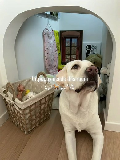 Puppy Room Makeover Ideas and Designs