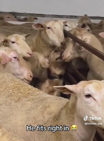 Funny Sheep Videos You Can't Miss