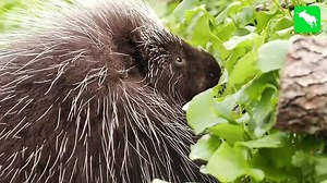 Horn In Belly 10 Prey Moments When Animal Fights Back