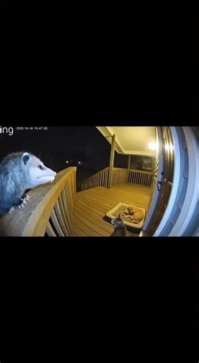 Cat Stares Down Possum to Save Puppy