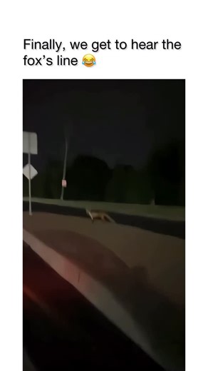So Saker on Instagram: "There’s this guy driving home late at night, exhausted after a long shift, just wanting a shower, a snack, and unconsciousness. He’s cruising down a dark, wooded road when suddenly, bam, he spots something on the roadside he’s never seen in real life: a fox. A real fox. Not a cartoon fox, not a TikTok fox, an actual breathing “woodland creature DLC” fox. He slows down, staring like he’s spotting Bigfoot with better hair. But then comes the plot twist. Because cartoons nev