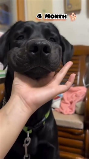 One Month to One Year Labrador transformation #feed #transformation #dog #labrador #pets #lab