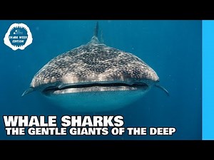 WHALE SHARKS: The Gentle Giant's of the Deep | All About Shark Week Edition