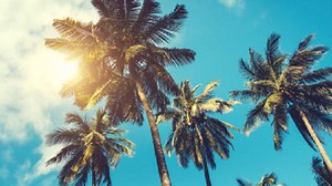 10 Manfaat Akar Pohon Kelapa bagi Kesehatan dan Kehidupan Sehari-Hari