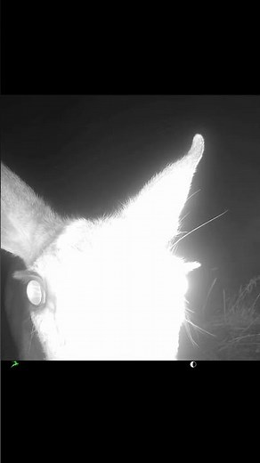 Mule Deer Close-Up on Trail Cam | Utah Wildlife