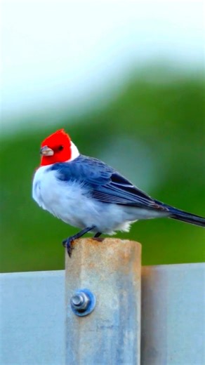 Discover the Vibrant Red-crested Cardinal: Nature’s Melodious Beauty! 🌿🐦 #BirdWatching #WildlifeThe Red-crested Cardinal, native to South America, is a visually striking bird recognized by its vibrant red crest, black mask, and white underparts. Often found in open woodlands, parks, and gardens, this cardinal is known for its melodious song and social behavior. It feeds on seeds, fruits, and insects, contributing to seed dispersal and pest control. Despite its adaptability, habitat destruction