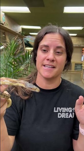 Meet our TWO-HEADED Rat Snake! 🐍🐍 This wild-caught wonder is one of the rarest reptiles🤩