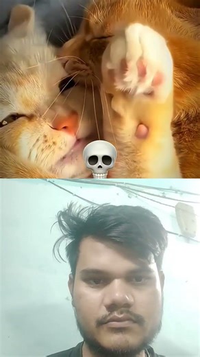 Cat Even Has Girlfriend 🥲🥀 #romanticcat #romance #cat